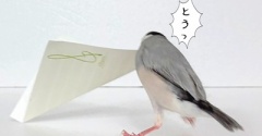 遊び方の差