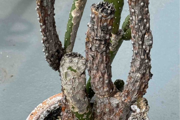 BOTANICAL JOURNAL - サボテン