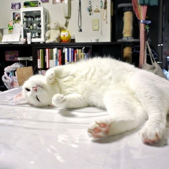 シロは河原猫だった　１３年前