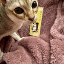 猫の日はどうだったのにゃ？