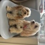 名古屋市 北区 ペットショップ ワンラブ NEWクロスタウン店ブログ