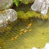 『池の鯉たち』の画像