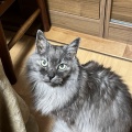 シャイなにゃんこ