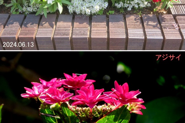 山川草木・動物 歳時記 Ⅱ - 2024年06月