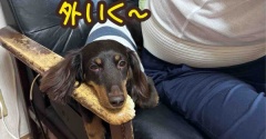 雨でした。
