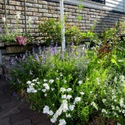 食物花粉アレルギーのお話と今朝の庭で衝撃を受けたこと