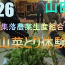 2026 白石集落　山菜とり体験