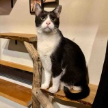 『Muddy Cat 定期便 9/9〜9/13』の画像