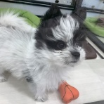 群馬県 ペットショップワンラブ スマーク伊勢崎店スタッフブログ