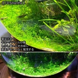 『珪砂ボトルでNewラージパールグラスの絨毯〜熟成珪砂とは？』の画像