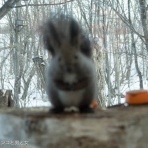 馬とニャンコと男と女