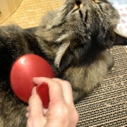 ブラッシング大好き猫
