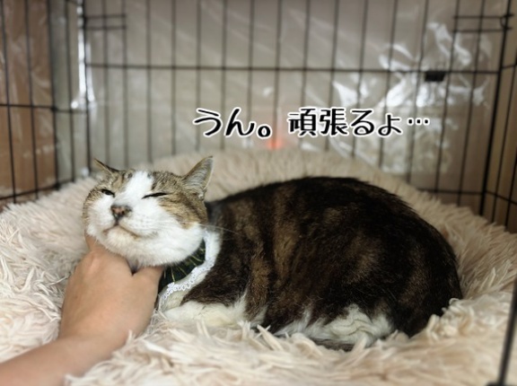 泣きたくなる日もある。