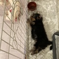 ソラの兄弟と会ってきました🐶