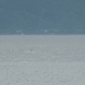 ６月１１日（木）脇野沢