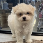 三重県伊勢市 ペットショップワンラブ バローミタス伊勢店のスタッフブログ