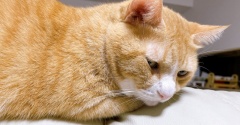 目をそらす猫。