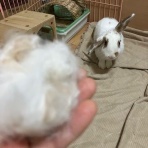 うさぎのきた道