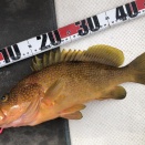 ヒラメ60cmバラシ💦