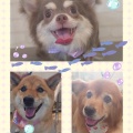 トリミングブログ