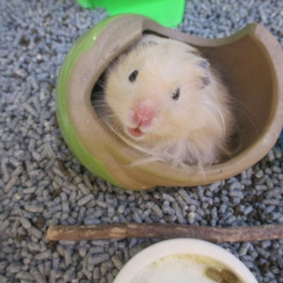 小動物専門店NATURE'S