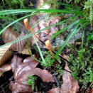 十里木でカメムシタケを確認