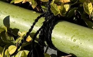 新年の支度 「結界の竹」を準備