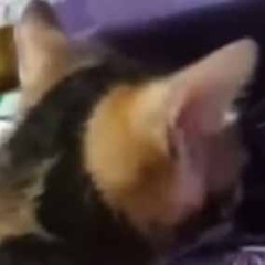 １匹の子猫がテーブルの上に登ろうとしていた。わたわたわたぁ♪ → 後ろ足はこうなっちゃう…