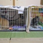 しばたど～ぶつ便です。