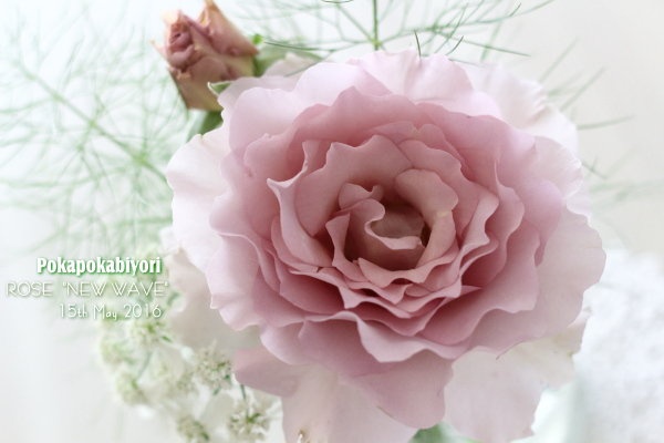 ぽかぽかびより レシピ 作り方 コツ シュガーバイン Powered By ライブドアブログ