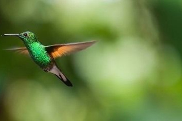 ハチドリ ハミングバード ウィスパラー ひかたま 光の魂たち