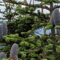 八甲田山