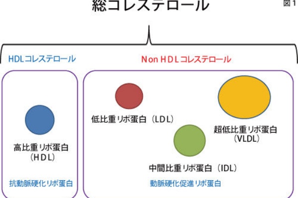 血管を柔軟にするには 米国成人の総コレステロール値が200ｍｇ ｄｌを切り 国家目標を達成 脳卒中にならないためのリハビリテーション