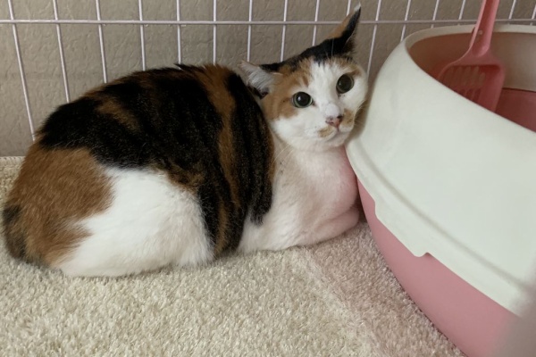 猫式ブログ 里親募集型猫カフェ スモー