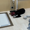 仔犬紹介