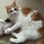 7年前に買ったおもちゃで遊ぶ2歳の猫