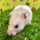 『新しい小動物の紹介です🐹』の画像