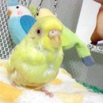 ハクラン柚子歳神ブログ秘密基地３