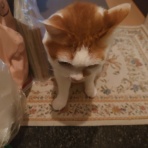 迷子猫見つけたい（隊）　アムロ捜索