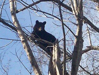 メルカリに出品された「熊の胆」が暗示する熊被害による熊の駆除の裏にある熊を犠牲にした松取りの金儲け