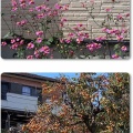 薬師池公園