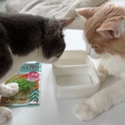 仲良しだからじゃれ合える2匹と「たまごの家」の卵