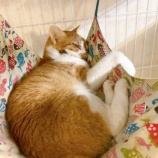 『エイズのビスコくん、虹の橋を渡っていきました』の画像