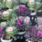 モナガーデン_中西園芸のblog