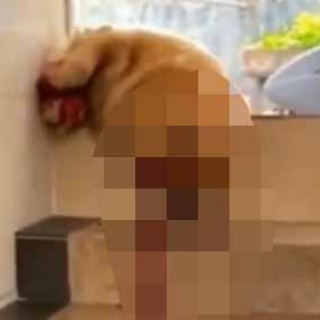 猫の動画 ねこわん！