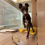 カインズ船橋習志野店ペッツワンコーナーペットショップワンラブのスタッフブログ