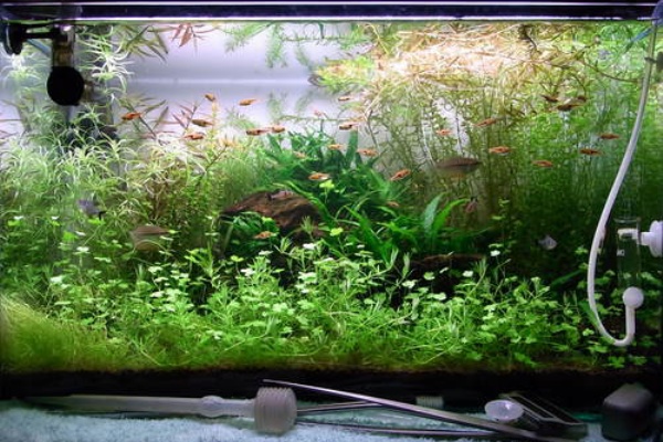 アクアリウムでまったりと レイアウト水槽 過去作