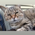 【しまねこプロジェクト】緊急レスキュー