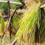 ��2025ǯ�ٻ� ������˴ؤ��뤴����٤β���