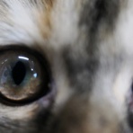 猫カフェ ねこまんまBlog